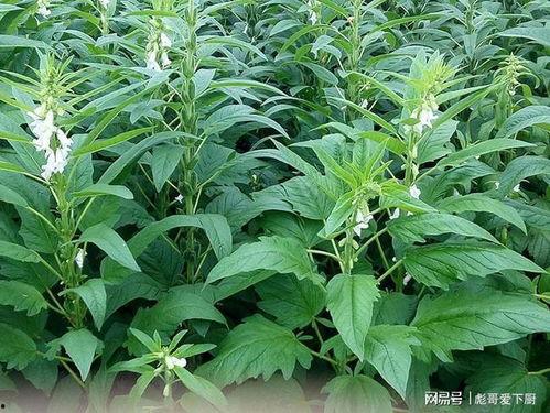 芝麻叶,绿色营养的餐桌新宠