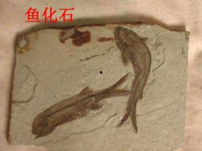 火化石资料