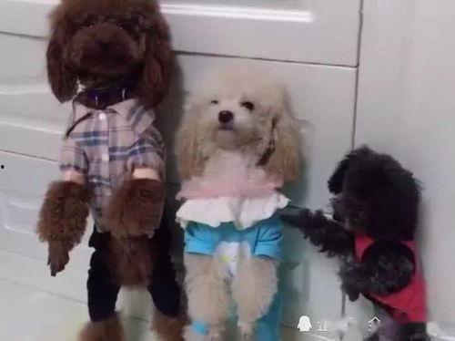 泰迪熊打架花絮,萌宠间的欢乐对决